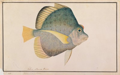 Spotted Sicklefish, from Drawings of Fishes from Malacca, c.1805-18 by Chinese School